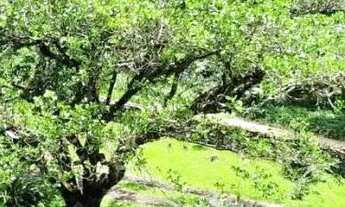 Imagem 4: Sítio / Chácara para Venda em Picada Café, Morro Bock