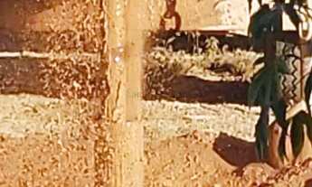 Imagem 6: Sitio com 130 hectares nas margens da BR 351 na região do manso a 71 km da cidad