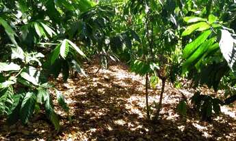 Imagem: Fazenda na Rodovia/Ilhéus/Itabuna - Região