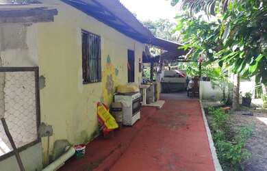 Imagem 4: Sitio 50x500 com plantação de açaí e varias arvores frutiferas por 160 mil reais