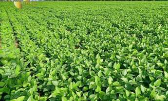 Imagem 2: Fazenda em Canarana à venda, m² por R$ 147.527.520 - Zona Rural - Canarana/MT