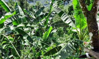 Imagem 4: Vende-se 2 Casas no bairro Corisco - Paraty - RJ