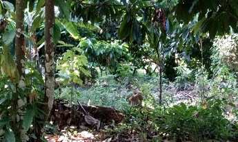 Imagem 5: Fazenda Produtiva, Escriturada e sem Débitos