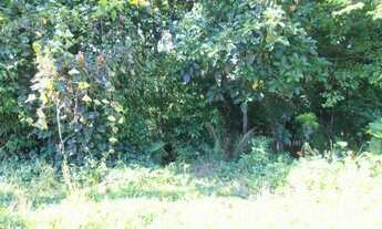 Imagem 6: Terreno para Venda em Quatro Barras, Jardim Orestes Thá