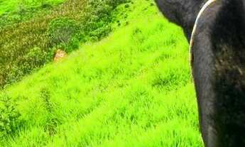 Imagem 4: Fazenda/Sítio/Chácara para venda tem 177 metros quadrados com 4 quartos. Maravilhosa