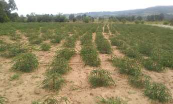 Imagem 4: Linda Chácara 1 hectare em Barra do Ribeiro RS