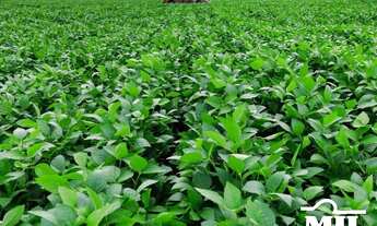 Imagem 2: Fazenda 1.933 alqueires (9355Hà) Goiatins - TO