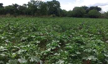 Imagem 3: Sítio/Chácara com poço artesiano e excelente topografia!!!