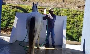 Imagem 4: HARAS MUNICIPIO DE NIQUELANDIA