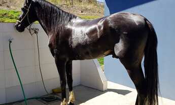 Imagem 3: HARAS MUNICIPIO DE NIQUELANDIA