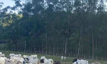 Imagem 3: Fazenda para Venda em Rio Bonito, Agro Brasil, 3 dormitórios, 1 suíte, 2 banheiros