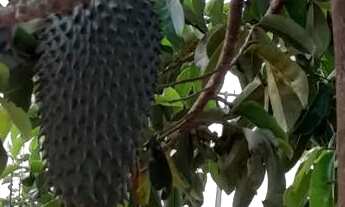 Imagem 5: Sítio a Venda em Morro do Chapéu - BA (Chapada Diamantina