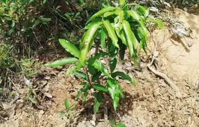 Imagem 7: Vendo chácara em Felixlândia