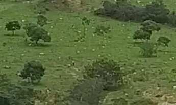 Imagem 7: Fazenda com 64 Alqueires (309,76 hectares) Região Orizona/Luziânia GO Riquíssima em Água