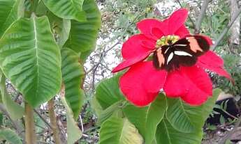 Imagem 6: Terreno com casa