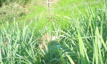 Imagem 7: Lote na Avenida principal de 222m2 no Bairro Montes Claros/Ribeiro de Abreu