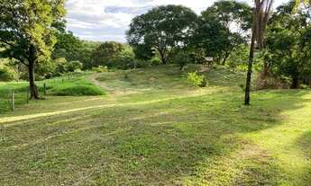 Imagem 3: Cocalzinho de Goiás - Fazenda - Girassol