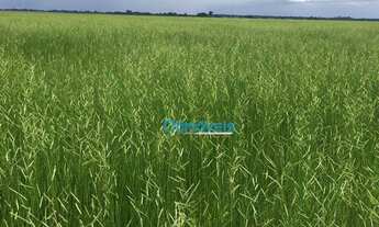 Imagem 5: Fazenda a venda - área rural