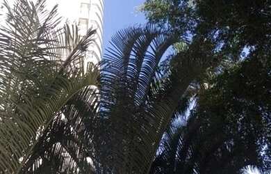 Imagem 5: Apartamento Residencial para venda e locação, Vila Sofia, São Paulo -