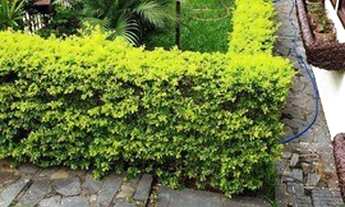 Imagem 5: Excelente Casa, 4 quartos à venda, 300 m² por R$ 890.000 - Caiçaras - Belo Horizonte/MG