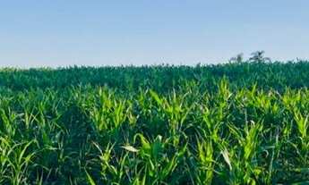 Imagem: Lotes Com Acesso Fácil ao Centro de Ibiúna