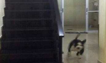 Imagem 5: Sobrado com 3 dormitórios à venda, 110 m² por R$ 590.000,00 - Vila Maria Alta - São Paulo