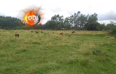 Imagem 2: Próximo a Cidade Área de Terra 3.5 hectares Zona Rural Glorinha, RS