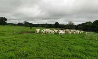 Imagem: Fazenda a venda em Cocalinho - MT