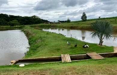 Imagem 5: Chácara em Andirá