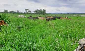 Imagem: Ótima fazenda de 302 hectares, dupla aptidão