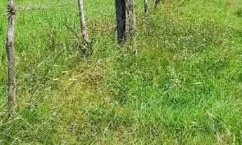 Imagem 2: Vendo o troco terreno