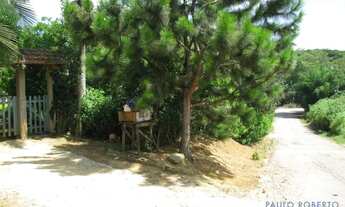 Imagem 4: AREA - LARANJA AZEDA - SP