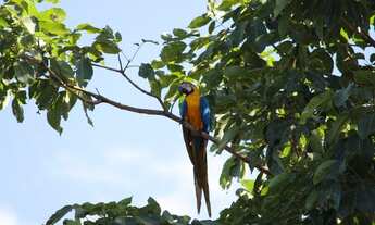 Imagem 2: EXCELENTE SITIO NO MUNI. DE CHAPADA DOS GUIMÃES -MT