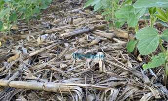 Imagem 3: Fazenda a venda - área rural