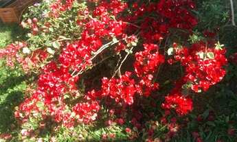 Imagem 3: Chácara com 3 dormitórios à venda, 1700 m² por R$ 1.100.000,00 - Terra Preta - Mairiporã/S