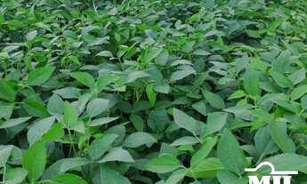 Imagem 4: Fazenda 1.933 alqueires (9355Hà) Goiatins - TO