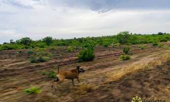Imagem 5: Fazenda à venda 3.900 Hectares em Colinas/TO