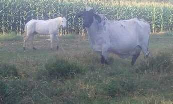 Imagem 7: Fazendinha Maquiné de 20.000m² a 10km da BR040