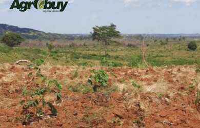 Imagem 3: Fazenda Com 6 Mil Hectares no Sul do Pará