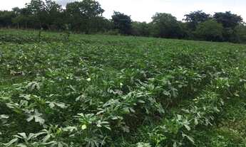 Imagem 5: Sítio/Chácara com poço artesiano e excelente topografia!!!