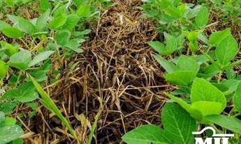 Imagem 6: Fazenda 1.933 alqueires (9355Hà) Goiatins - TO