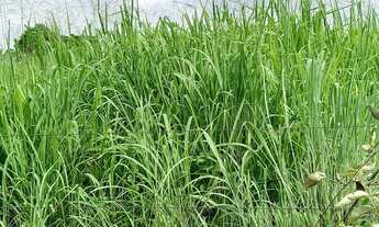 Imagem 4: VENDO SITIO NA REGIÃO DO SALTO DO ITIQUIRA GOIAS