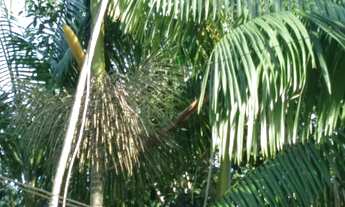 Imagem 7: Vendo Sítio no Careiro Castanho BR319 -Ramal são jose