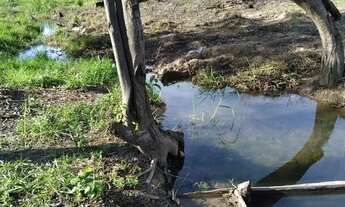 Imagem: Vendo Sítio no Careiro Castanho BR319 -Ramal