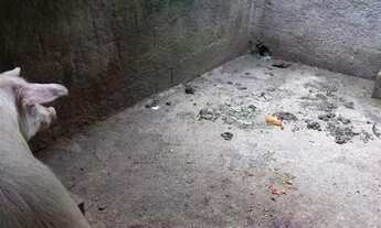 Imagem 5: Sítios para venda em Mogi das Cruzes no bairro Não Especificado