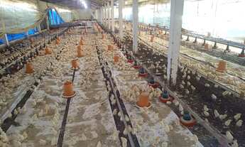 Imagem 6: Sítio Rentável e Produtivo: Avicultura e Piscicultura