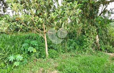 Imagem 3: Loteamento à venda em Roseira - SP