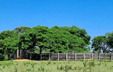Imagem 3: EXCELENTE FAZENDA A VENDA EM CÁCERES