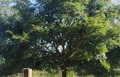 Imagem 2: Chácara Chácara com venda por R$35.000