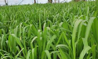 Imagem 7: Fazenda Fazenda / sítio com venda por R$1.200.000